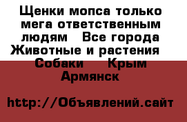 Щенки мопса только мега-ответственным людям - Все города Животные и растения » Собаки   . Крым,Армянск